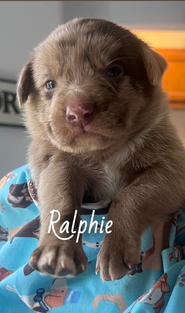 Blumel / Ralphie Image