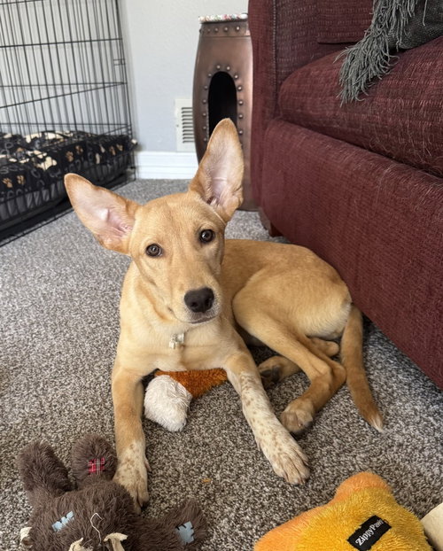 Catenacci / Rachel, an adoptable Labrador Retriever in Broomfield, CO