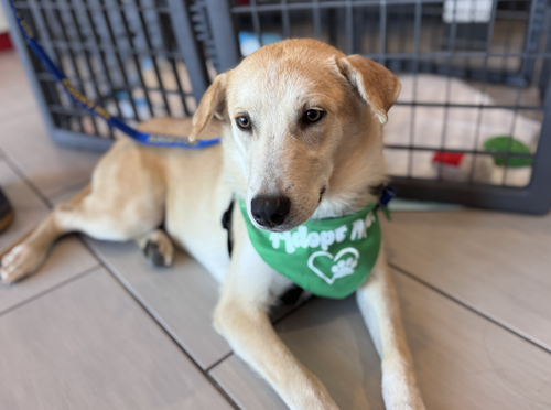Cassolato / Ryan, an adoptable Labrador Retriever in Broomfield, CO