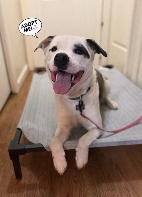 picture of the dog needing adoption