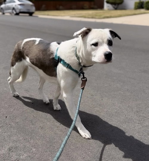 Bxhekaj / Pinkie, an adoptable Labrador Retriever in Broomfield, CO