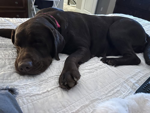 TAVARES / JOANN / SADIE - Labrador Retriever available for adoption