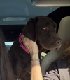 Tavares / Joann / Sadie - Photo 4