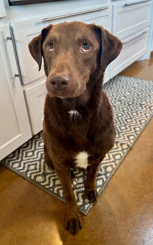 Chaput / Choco-latte, an adoptable Labrador Retriever in Broomfield, CO