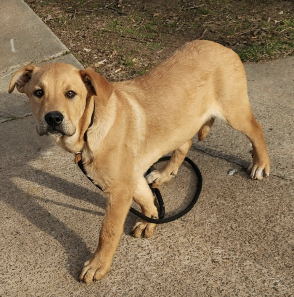 Labrador Retriever