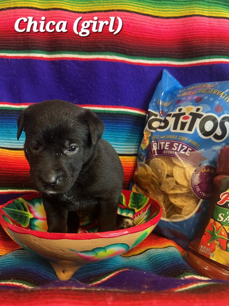 Labrador Retriever
