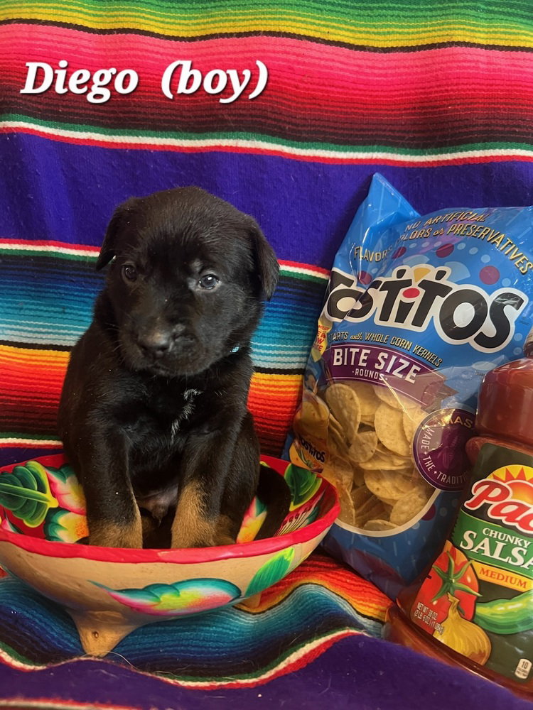 Labrador Retriever