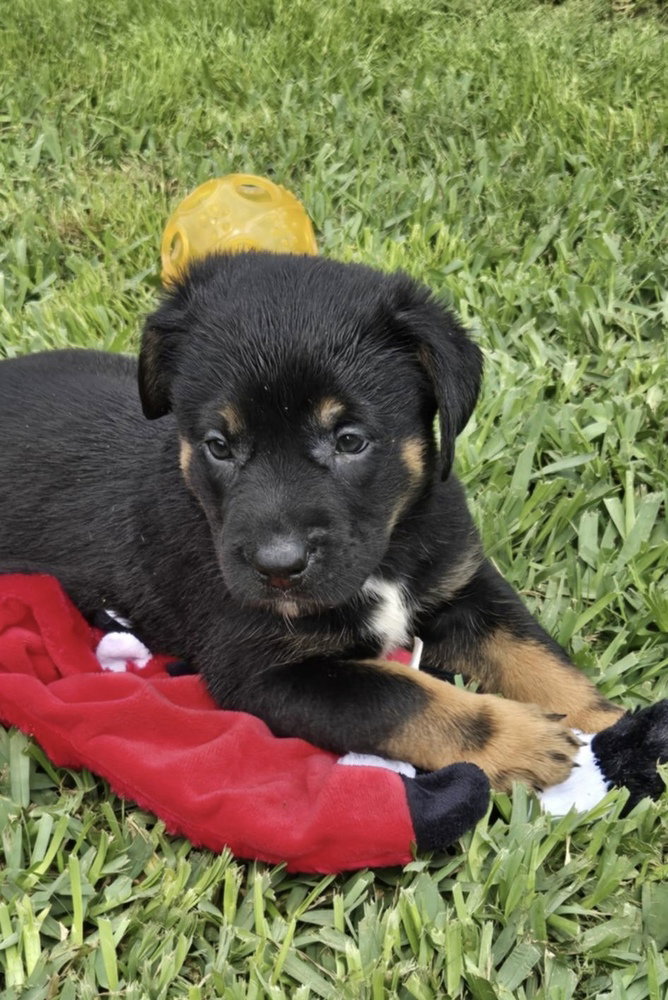 Labrador Retriever