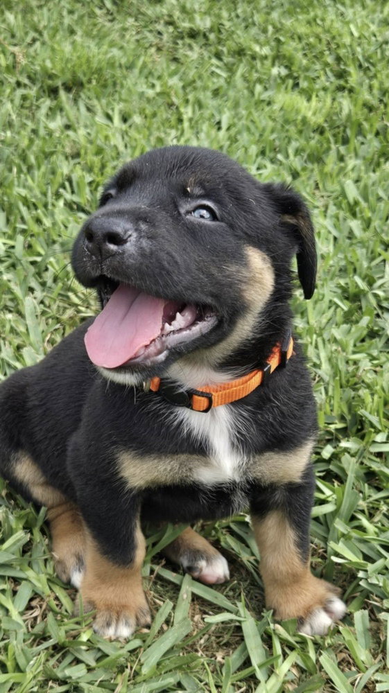 Labrador Retriever