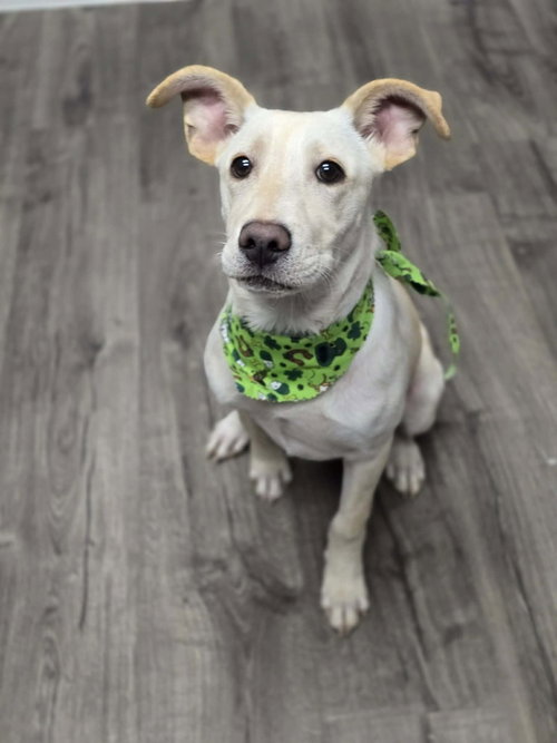 Chrisstiee / Tonka, an adoptable Labrador Retriever in Broomfield, CO