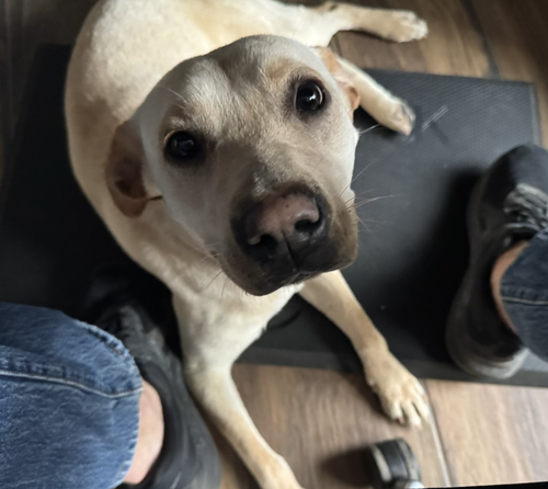 Cochrane / Ladybird, an adoptable Labrador Retriever in Broomfield, CO