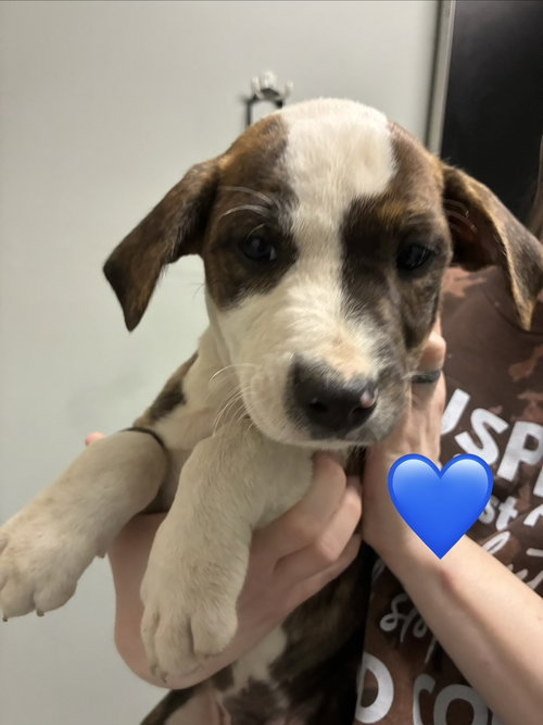 Cizikas / Peep, an adoptable Labrador Retriever in Broomfield, CO