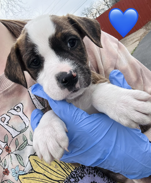 CIZIKAS / PEEP - Labrador Retriever / Terrier available for adoption