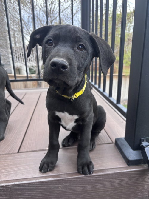 CLLAARK / SPROUT - Labrador Retriever / Terrier available for adoption