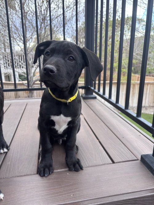 CLLAARK / SPROUT - Labrador Retriever / Terrier available for adoption