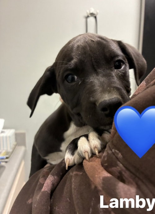 Classen / Lamby, an adoptable Labrador Retriever in Broomfield, CO