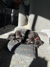 Classen / Lamby - Photo 3