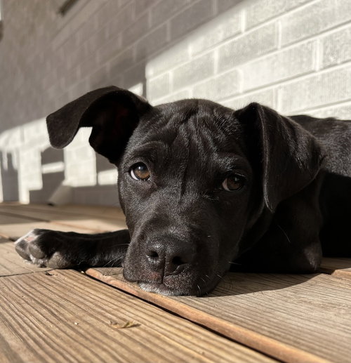Classen / Lamby, an adoptable Labrador Retriever in Broomfield, CO
