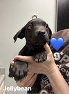 Claesson / Jellybean - Photo 1