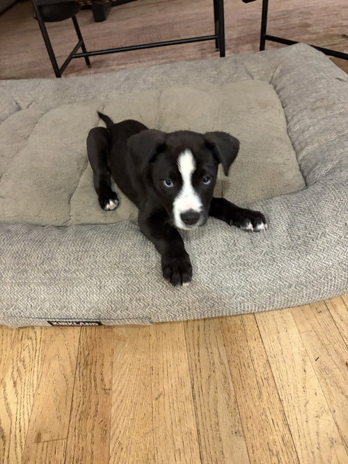 Clapper / Duckie, an adoptable Labrador Retriever in Broomfield, CO