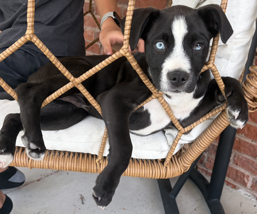 CLAPPER / DUCKIE - Labrador Retriever / Terrier available for adoption