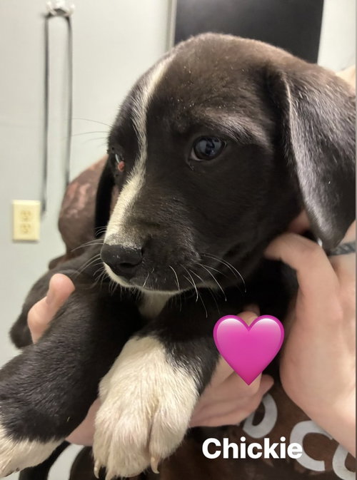 CLANCY / CHICKIE - Labrador Retriever / Terrier available for adoption