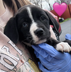Clancy / Chickie - Photo 2