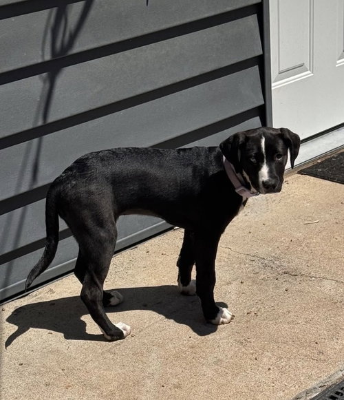 CLANCY / CHICKIE - Labrador Retriever / Terrier available for adoption