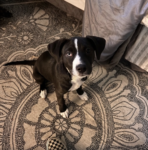 CLANCY / CHICKIE - Labrador Retriever / Terrier available for adoption