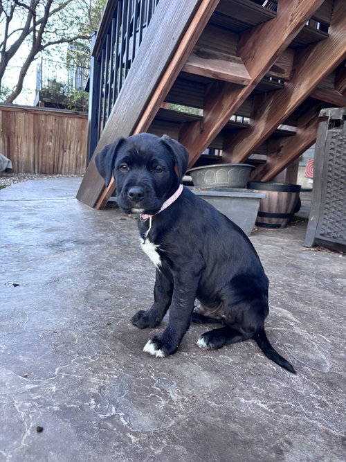 Clarkkee / Eggsy, an adoptable Labrador Retriever in Broomfield, CO