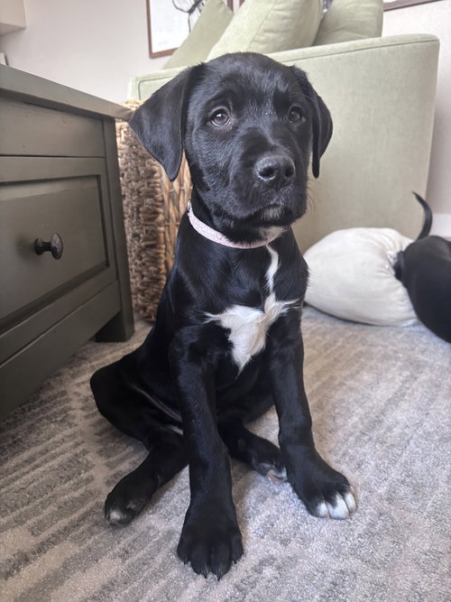 CLARKKEE / EGGSY - Labrador Retriever / Terrier available for adoption