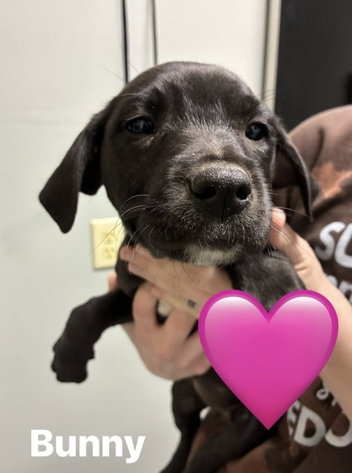 Clarksonee / Bunny, an adoptable Labrador Retriever in Broomfield, CO