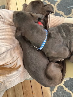 CLARKSONEE / BUNNY - Labrador Retriever / Terrier available for adoption
