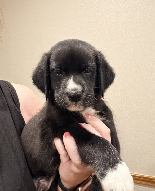 Cleveland / Pepper, an adoptable Golden Retriever in Broomfield, CO