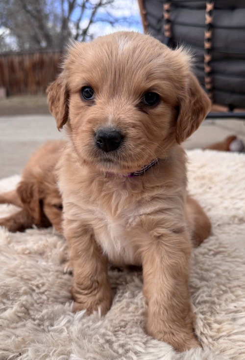 CHEECHOO / JOURNEY - Golden Retriever / Terrier available for adoption