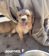 Cheechoo / Journey - Photo 3