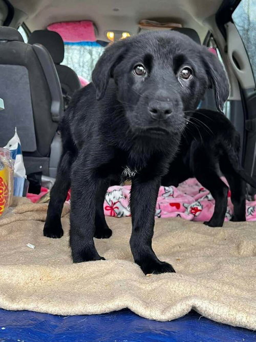 Colemanee / Fergie, an adoptable Labrador Retriever in Broomfield, CO