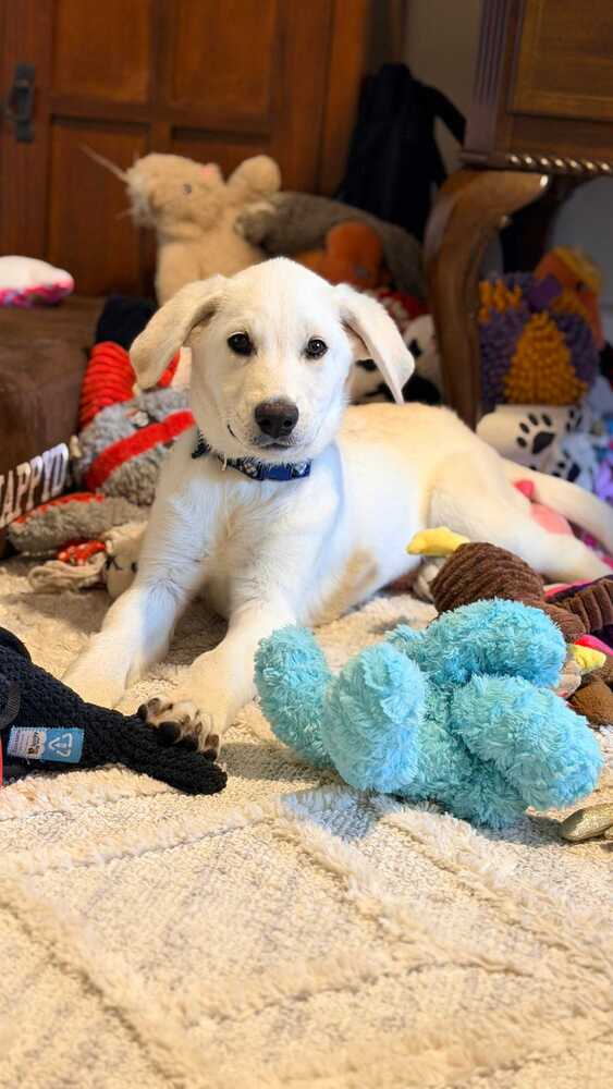 Cirellitina / 7 Up