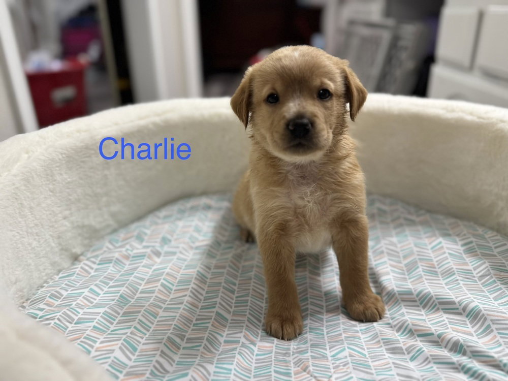 Cleghorn / Charlie Image