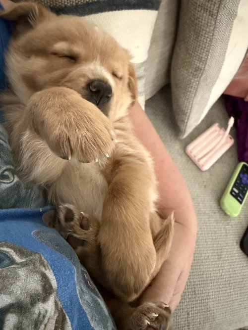CLEGHORN / CHARLIE - Golden Retriever / Terrier available for adoption