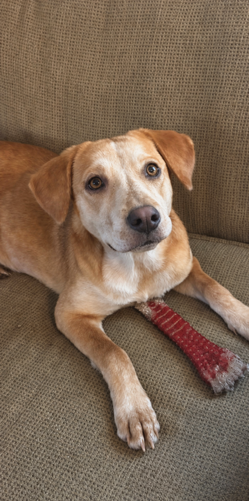COLTONOBRE / CALLIE - Labrador Retriever available for adoption
