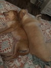 Coltonobre / Callie - Photo 2