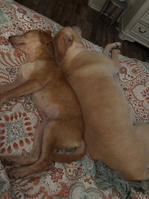 COLTONOBRE / CALLIE - Labrador Retriever available for adoption