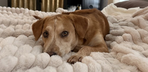 COLTONOBRE / CALLIE - Labrador Retriever available for adoption