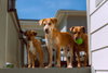 Coltonobre / Callie - Photo 2