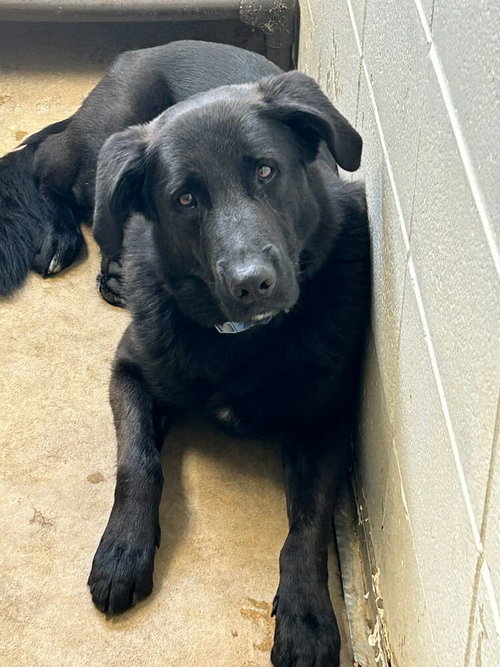 Colliton / Atlas, an adoptable Labrador Retriever in Broomfield, CO