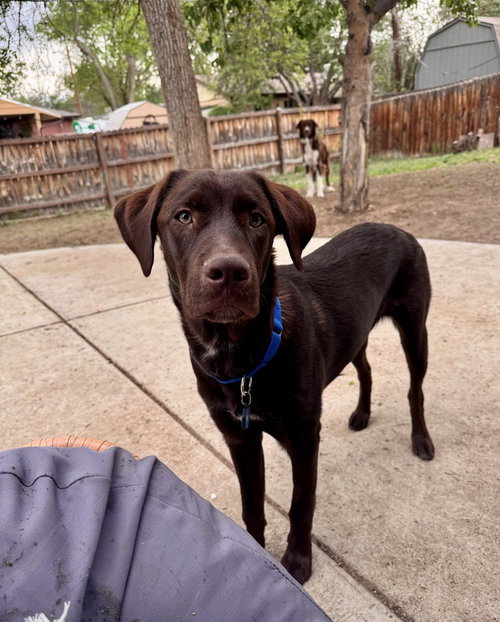 Cookeel / Bowzer, an adoptable Labrador Retriever in Broomfield, CO