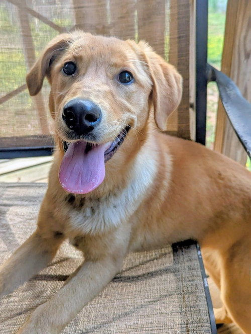 Cookel / Shelby, an adoptable Labrador Retriever in Broomfield, CO