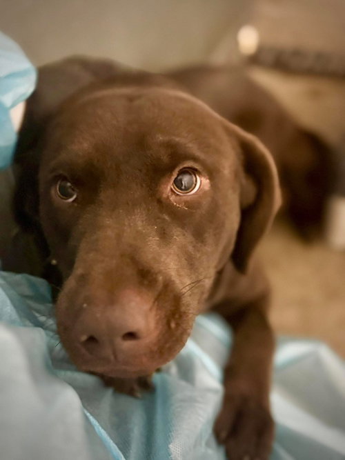 Coppeltron / Lindor, an adoptable Labrador Retriever in Broomfield, CO