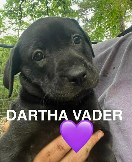 Comeause / Dartha Vader, an adoptable Labrador Retriever in Broomfield, CO